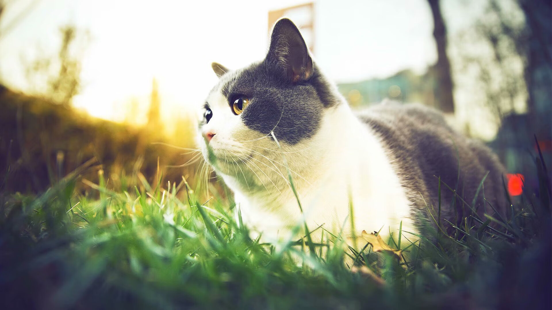 最后一分钟的审判者，莫兰特用1.7秒改写两支球队的命运