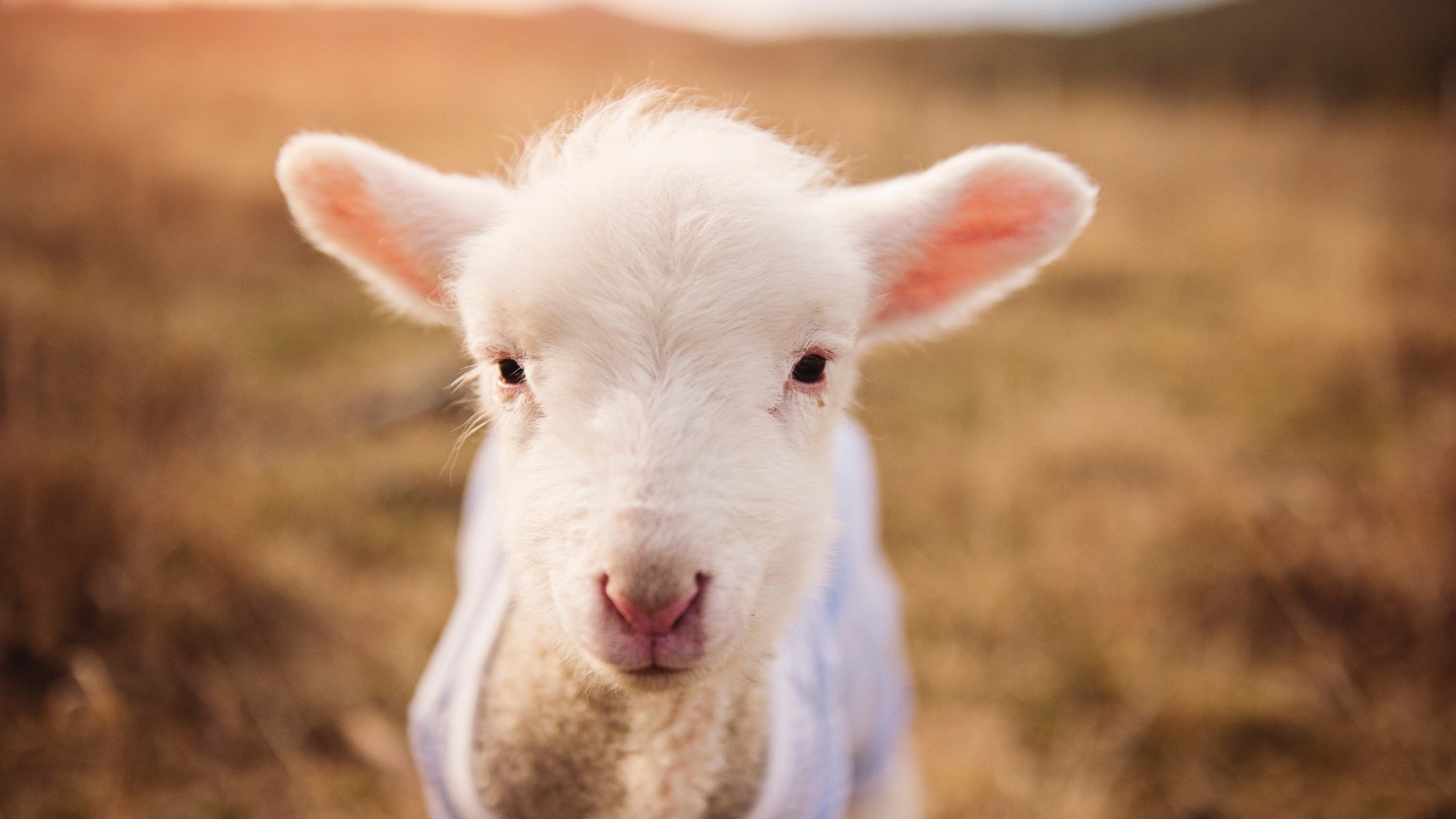 天塌了,我们自己补!欧文末节16分神迹撕裂国王,勇士绝境逆袭的终极密码