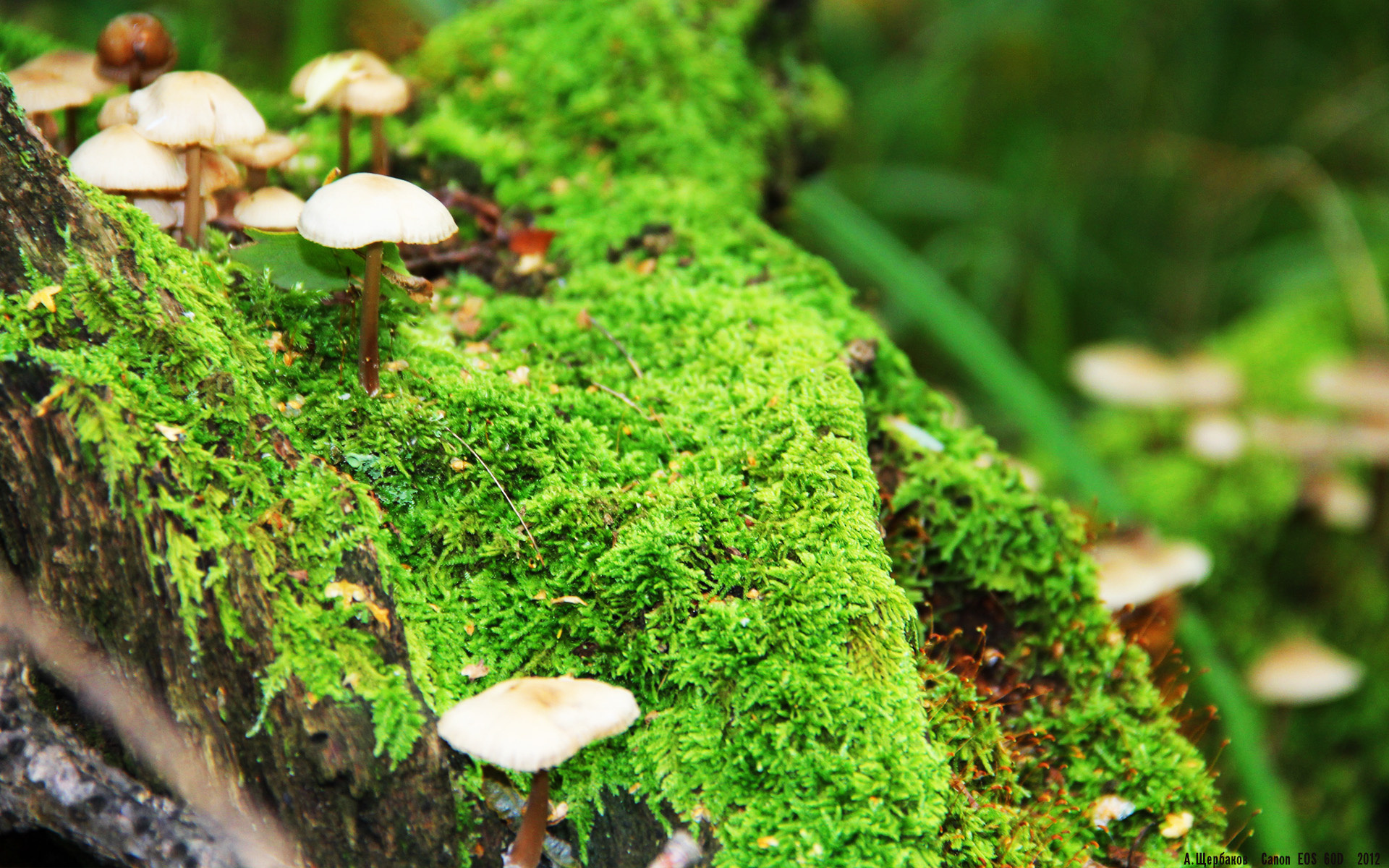 当欧冠的星光洒向南半球,尼日利亚如何在这场洲际淘汰赛中带走了秘鲁的骄傲