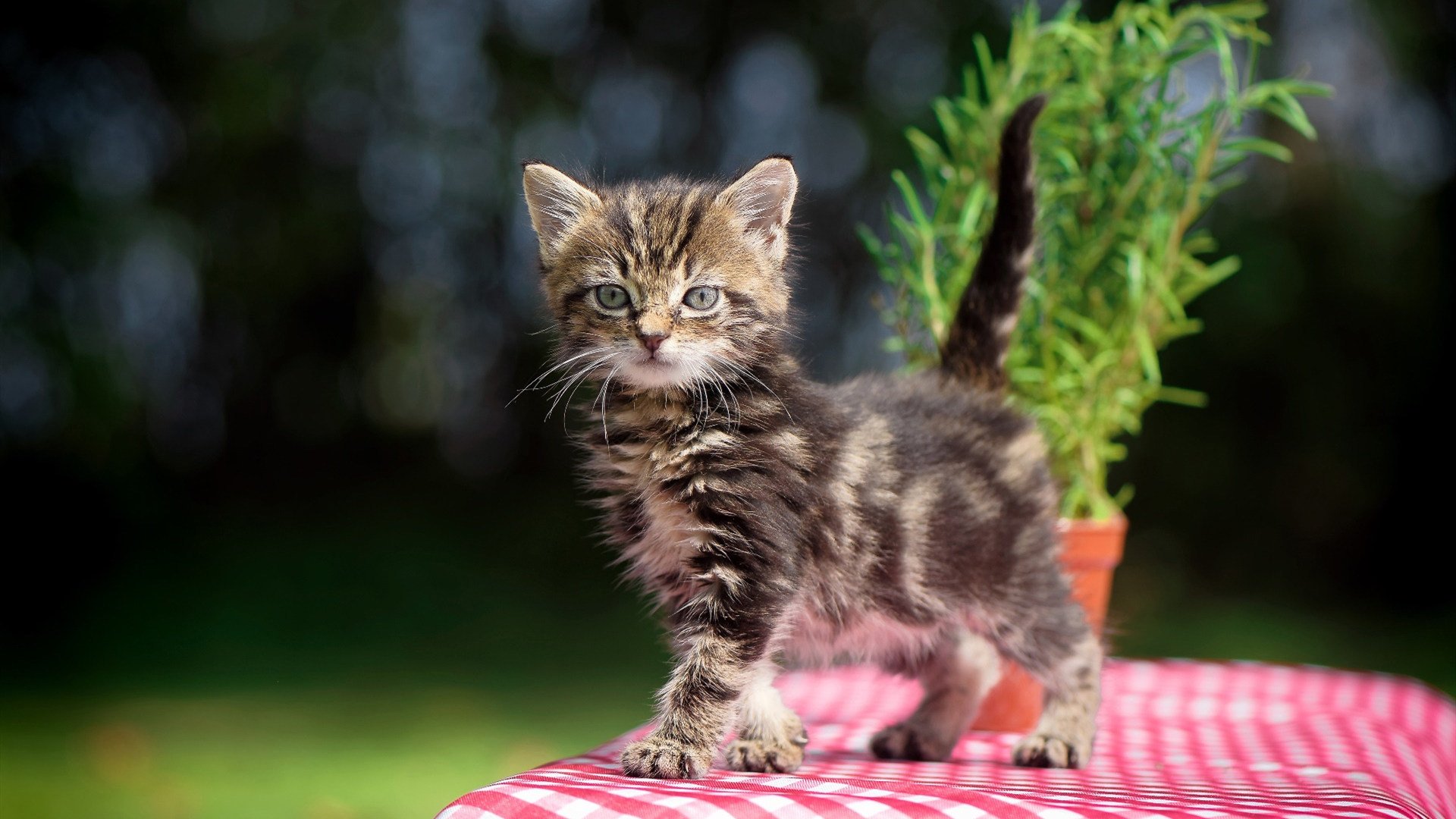 铁闸森严如山，郁金香一剑封喉，当统治级防守定义胜利的唯一性