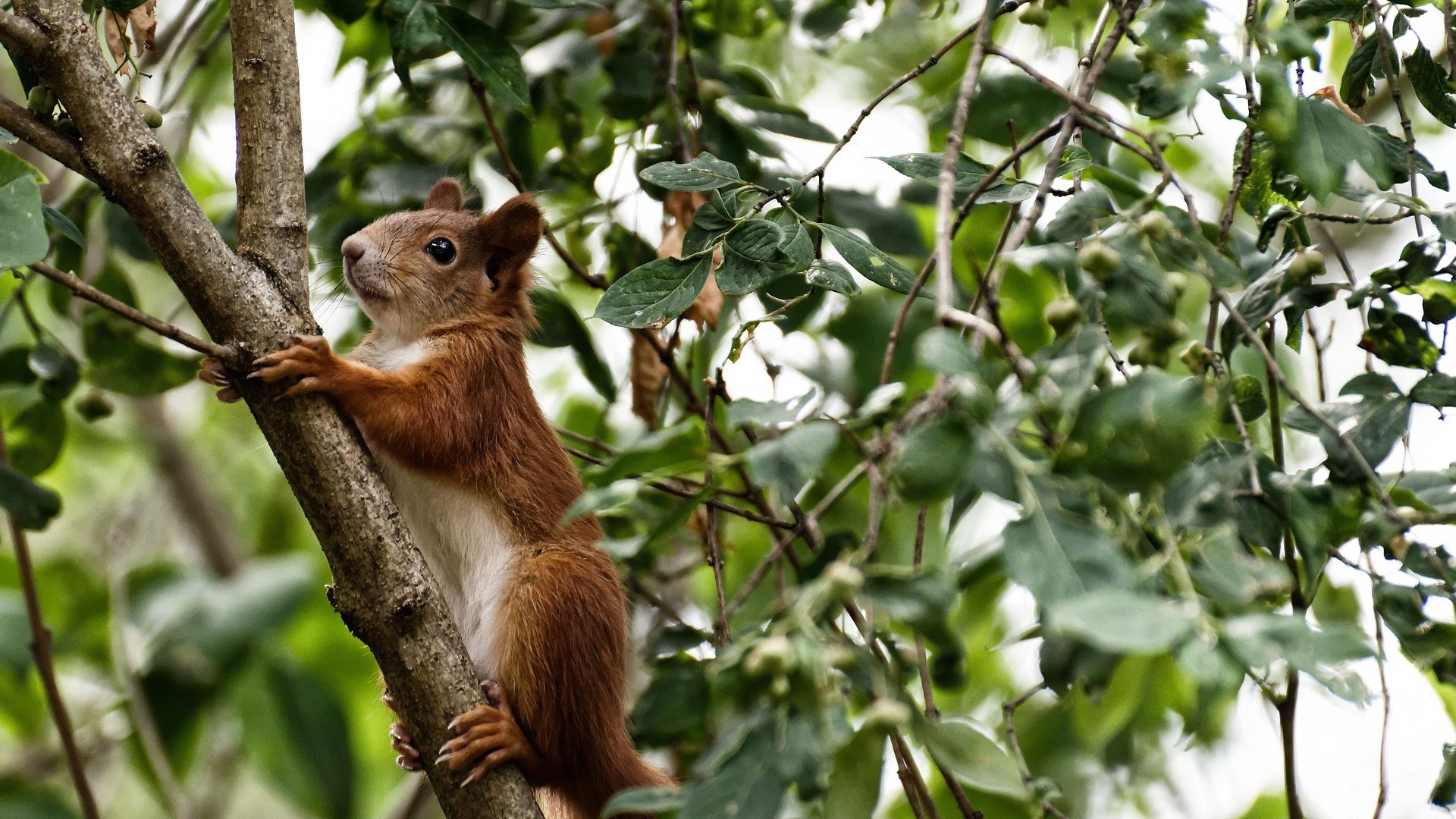暗夜之锚与燎原之火，卡拉斯科如何以一己之力主宰非洲德比的唯一性剧本