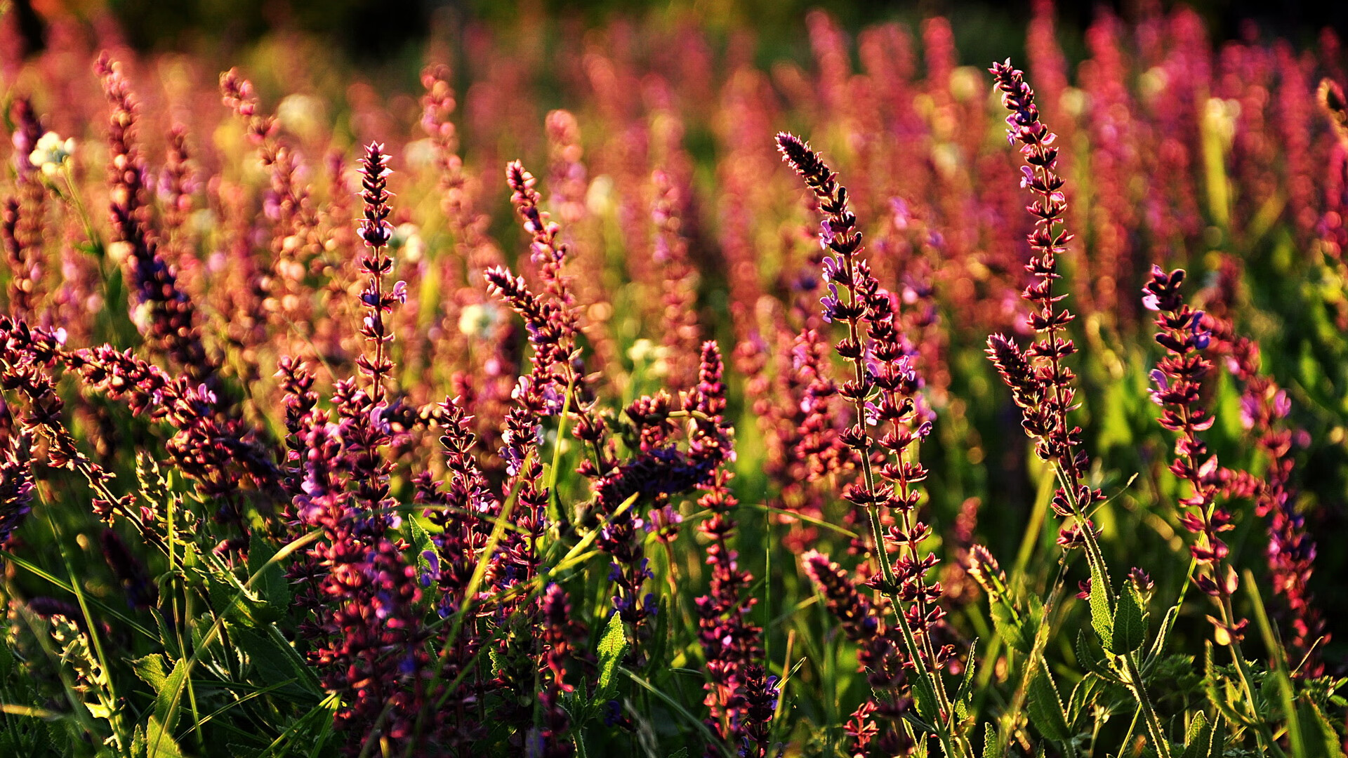 雷霆强压深圳队，约基奇如何成为降维打击的关键先生