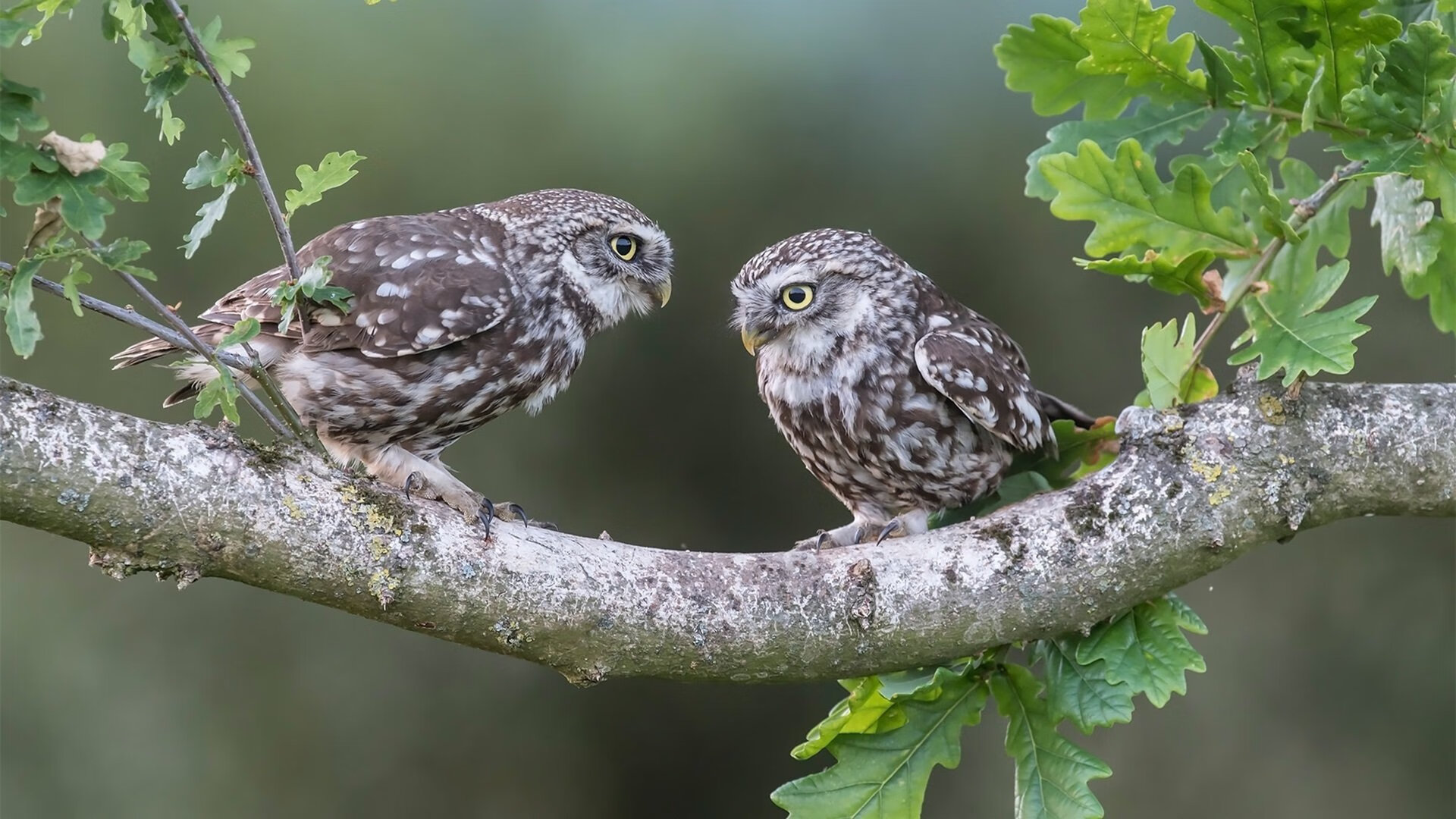 时空骑士，当文班亚马与火焰骑士降临丹佛高原