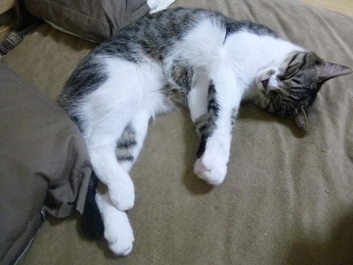 安第斯之鹰，迪马利亚在玻利维亚对阵洪都拉斯一役中扛起全队