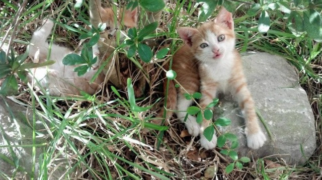 东决关键战之夜，独一无二的马克西全程高能输出