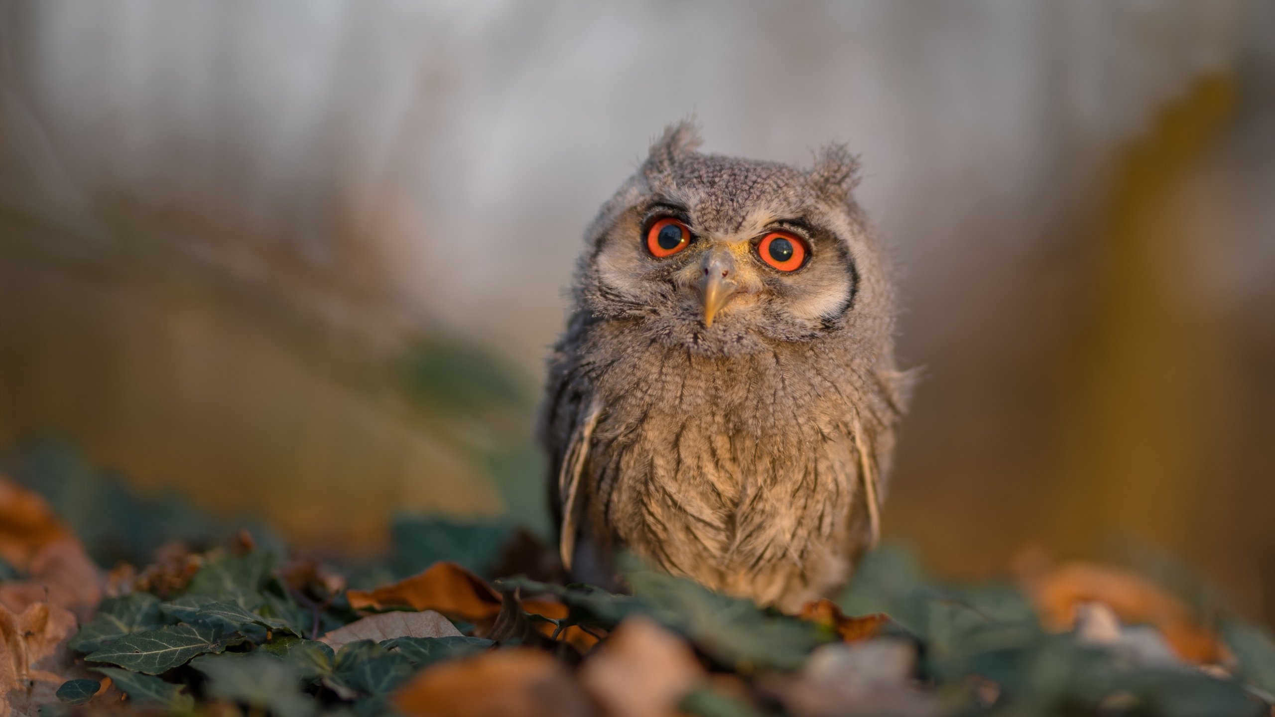 黑色大理石，阿拉巴在罗马生死战的非常规点火