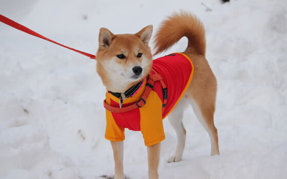 单节风暴！亚特兰大第三节狂飙拉开冰岛，巴雷拉无愧关键先生