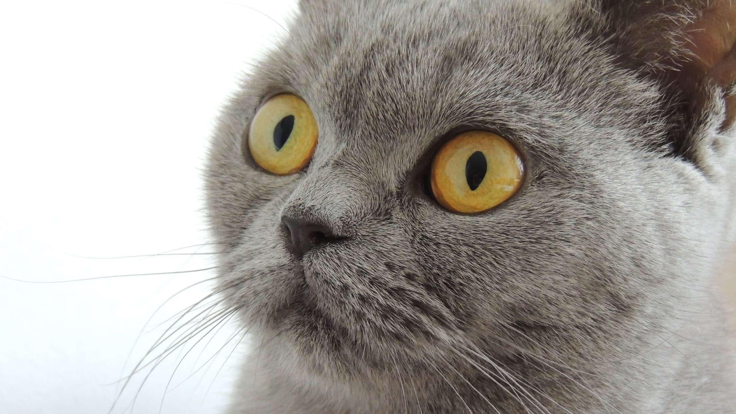 铁血体系对飙孤胆英雄，恩比德绝境劈开热火封锁线