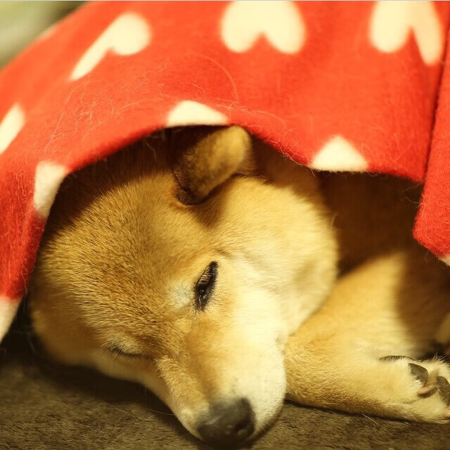 法老的新王冠，沙特带走埃及，卡塞米罗筑起红海的防线