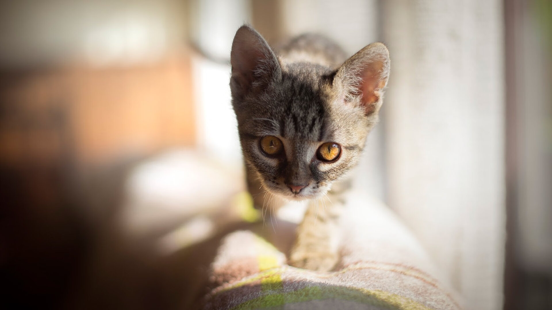 幻境中的对决，字母哥率新疆队绝境逆转火箭