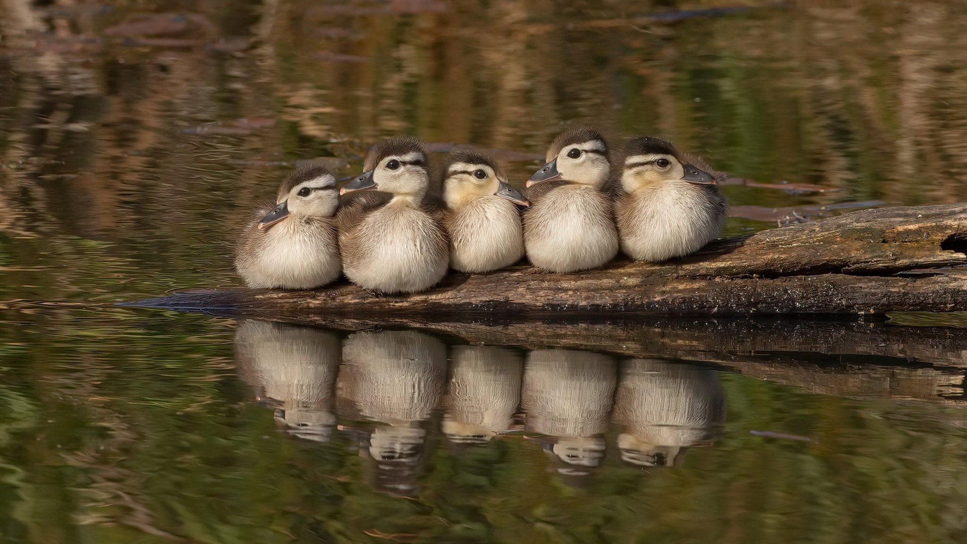 完美之夜，霍勒迪带领快船击败掘金