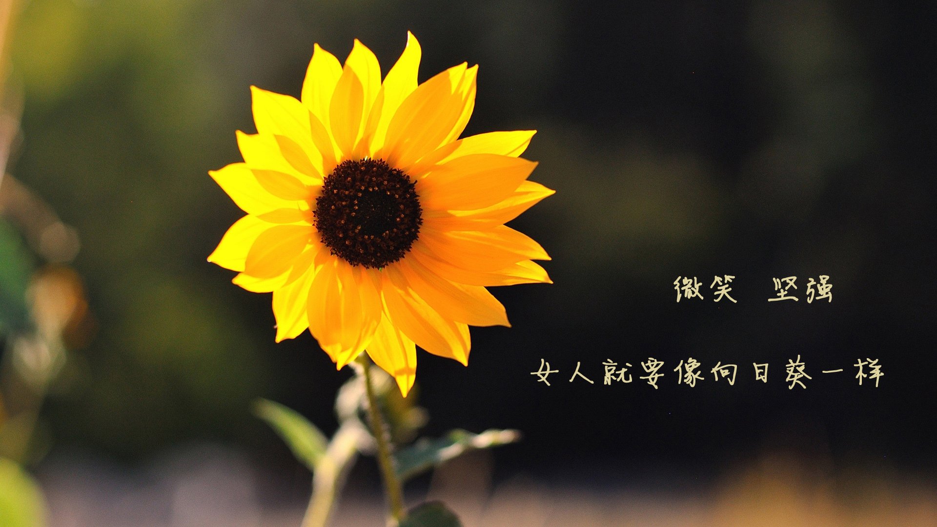 橙衣之锚，范戴克如何在2026世界杯揭幕战中用坚盾劈开克罗地亚的利剑—兼论一场意外与经典并存的摩洛哥对决